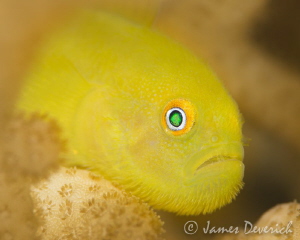 Yellow Mo-vember / Bearded Goby by James Deverich 